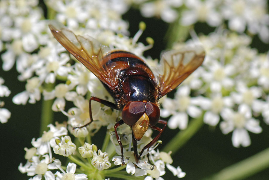 Volucella zonaria